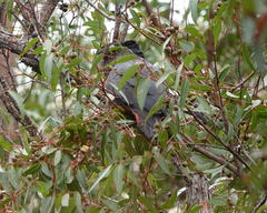 Calyptorhynchus banksii