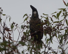 Calyptorhynchus banksii