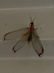Nymphes