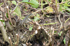 Hydrosaurus pustulatus