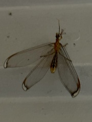Nymphes