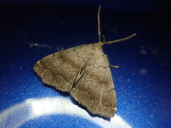 Zanclognatha umbrosalis