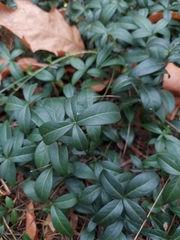 Vinca minor