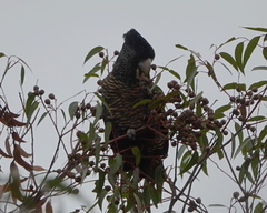 Calyptorhynchus banksii