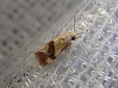 Cochylidia contumescens