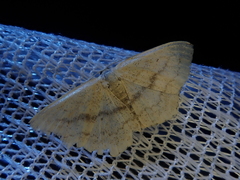 Scopula longicerata