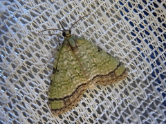 Episteira nigrilinearia