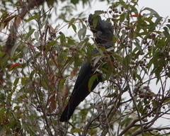Calyptorhynchus banksii