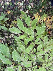 Syringa × henryi