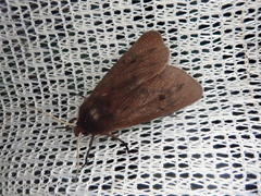 Phragmatobia amurensis