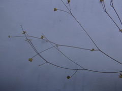 Hesperolinon micranthum