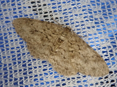 Ectropis cryptomeriae