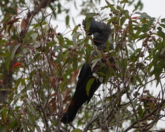 Calyptorhynchus banksii