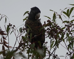 Calyptorhynchus banksii