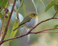 Zosterops lateralis chloronotus