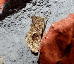 Ctenoplusia furcifera