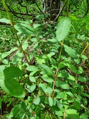 Lonicera caerulea