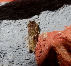 Ctenoplusia furcifera