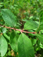 Lonicera caerulea