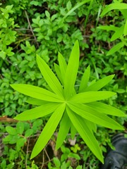 Polygonatum verticillatum