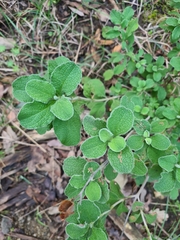 Cistus creticus eriocephalus