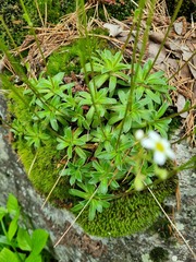 Saxifraga paniculata