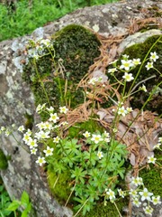 Saxifraga paniculata