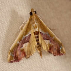 Agathodes ostentalis