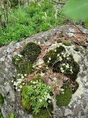 Saxifraga paniculata