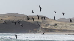 Leucophaeus modestus