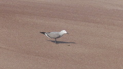 Leucophaeus modestus