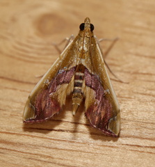 Agathodes ostentalis