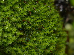 Dichodontium pellucidum