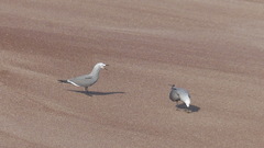 Leucophaeus modestus