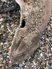 Scyliorhinus canicula