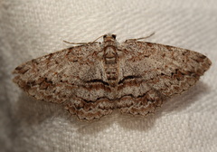 Didymoctenia exsuperata