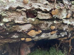 Phellinopsis conchata