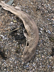 Scyliorhinus canicula