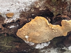 Phellinopsis conchata