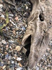 Scyliorhinus canicula