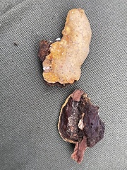 Phellinopsis conchata