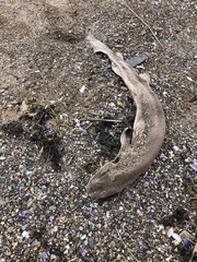 Scyliorhinus canicula