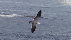 Leucophaeus modestus