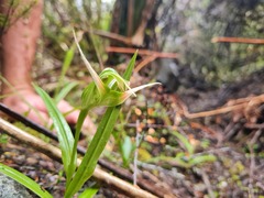 Pterostylis australis