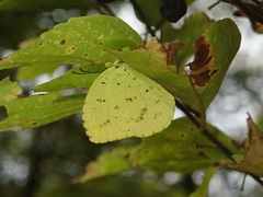 Eurema mandarina