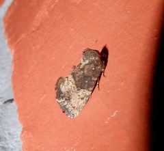 Elusa antennata