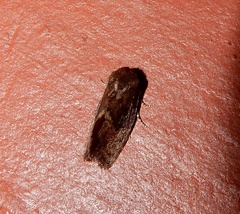Elusa antennata