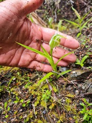Pterostylis australis