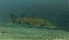 Carcharias taurus