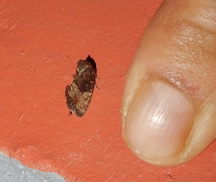 Elusa antennata